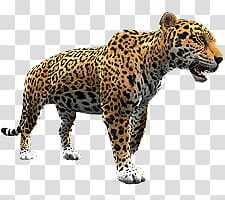 Jaguar transparent background PNG clipart