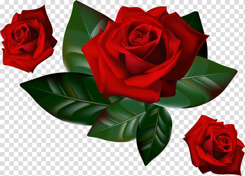 Rose Desktop , red rose decorative transparent background PNG clipart