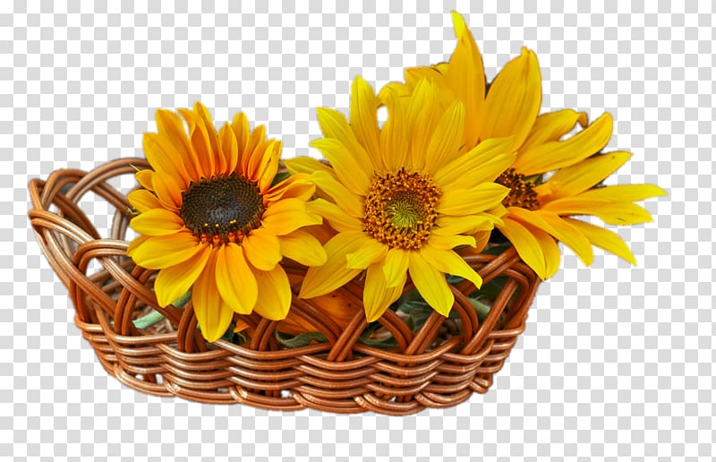 Common sunflower Euclidean , Basket sunflowers transparent background PNG clipart