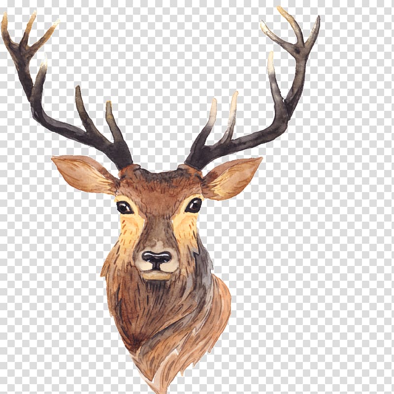 reindeer illustration, Red deer Moose Antler Painting, Antlers transparent background PNG clipart