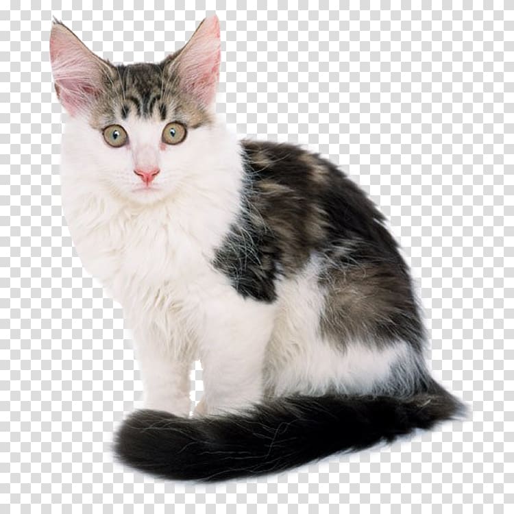 Caucasian Wildcat Kitten Dog Black cat, Cute cat transparent background PNG clipart