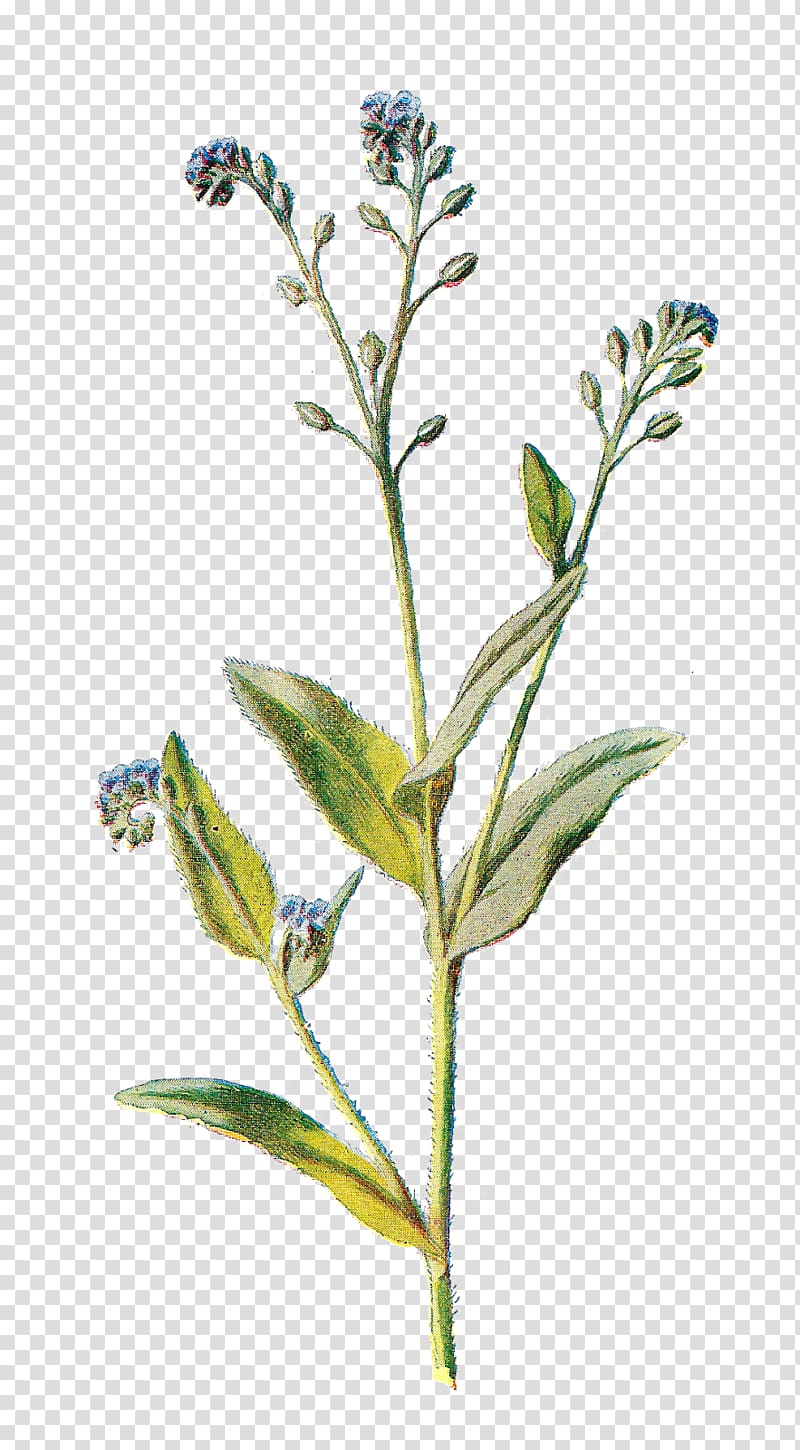 Scorpion Wildflower , Wildflower transparent background PNG clipart