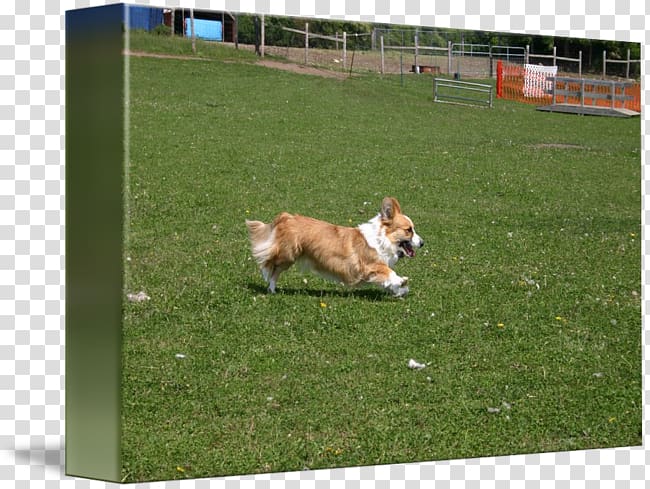 Pembroke Welsh Corgi Obedience trial Dog breed Obedience training, Welsh Corgi transparent background PNG clipart