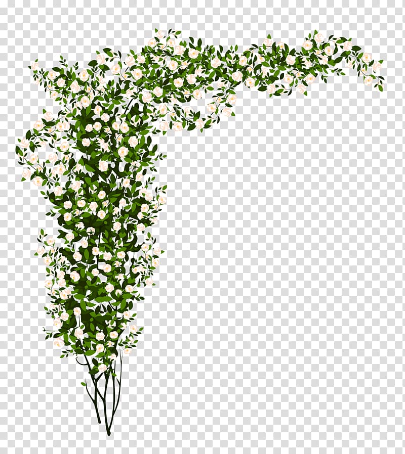 Shrub Rose Tree , Green Bush transparent background PNG clipart