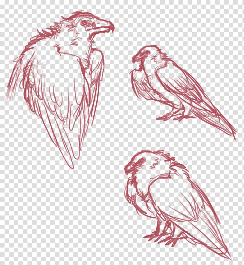 Bird Bearded vulture Chicken Drawing Sketch, Bird transparent background PNG clipart