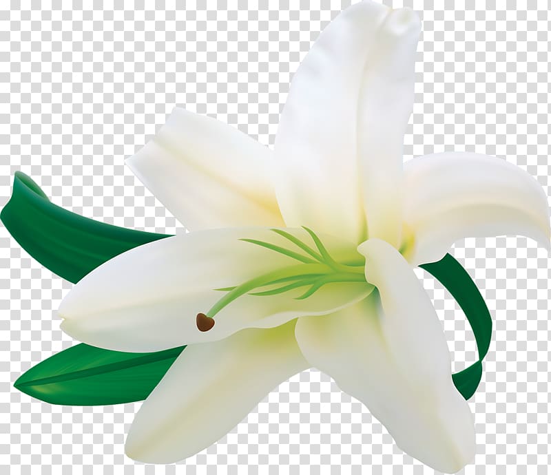 Easter lily Flower , white roses transparent background PNG clipart