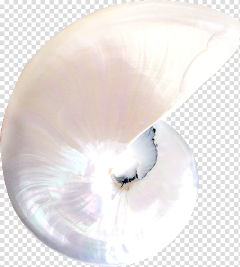 White Conch transparent background PNG clipart