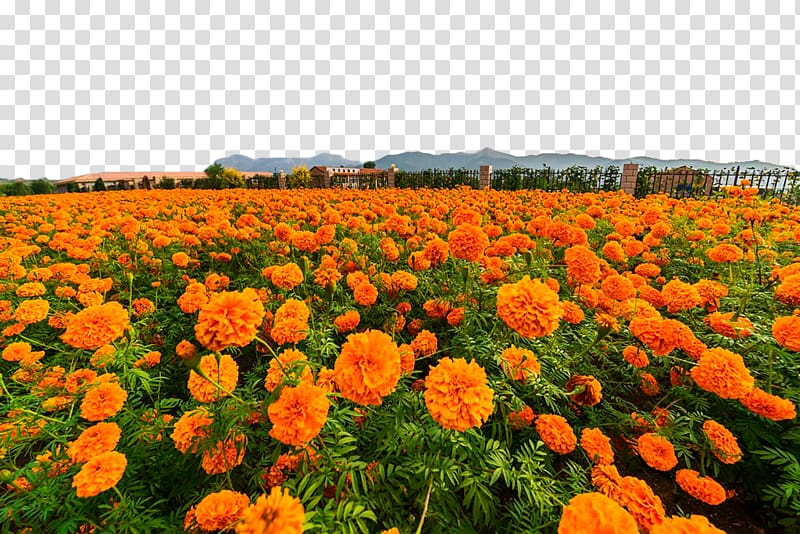 Mexican marigold Calendula officinalis Flower, Marigold flower sea transparent background PNG clipart