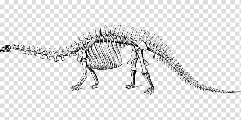 Apatosaurus Brontosaurus Tyrannosaurus Diplodocus Dinosaur, Dinosaur bones transparent background PNG clipart