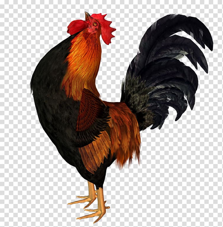 red and black rooster, Chicken Rooster Animation Bird, rooster transparent background PNG clipart