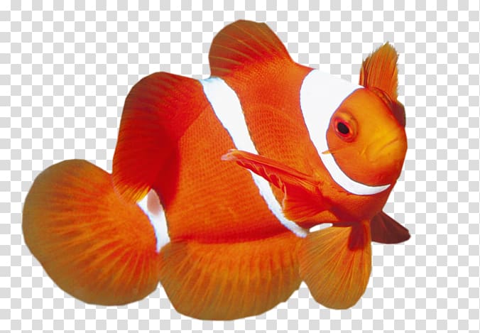 Maroon clownfish Ocellaris clownfish Red, fish transparent background PNG clipart