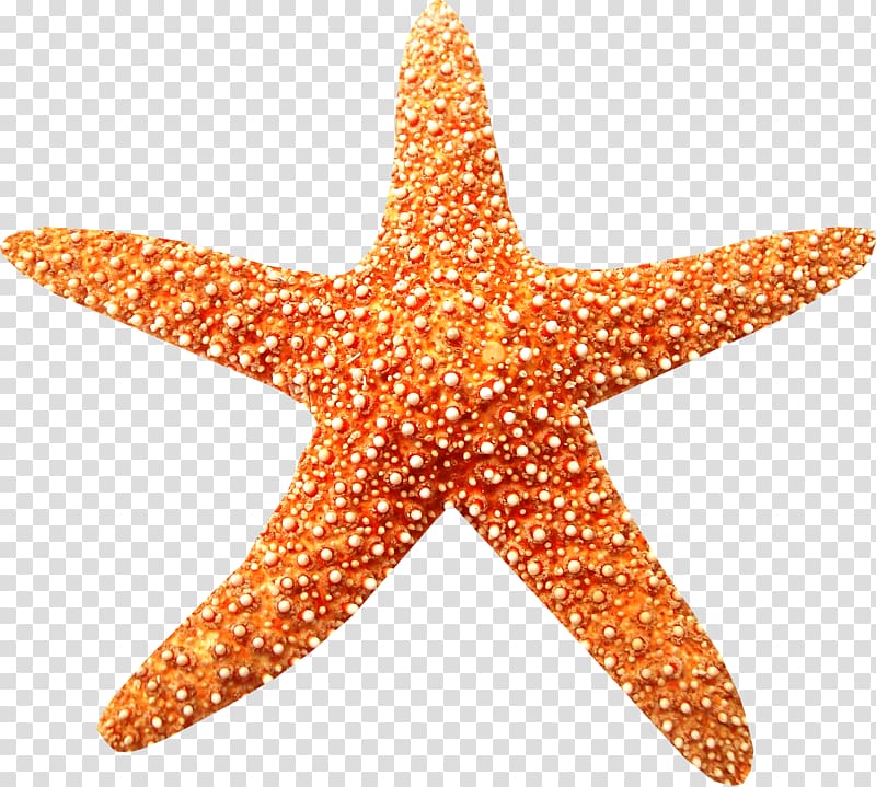 Sea Starfish Beach Coral reef , sea transparent background PNG clipart