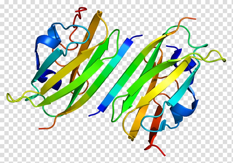 Integrin beta 7 Integrin alpha 4 ITGAE VLA-4, spreading expression transparent background PNG clipart