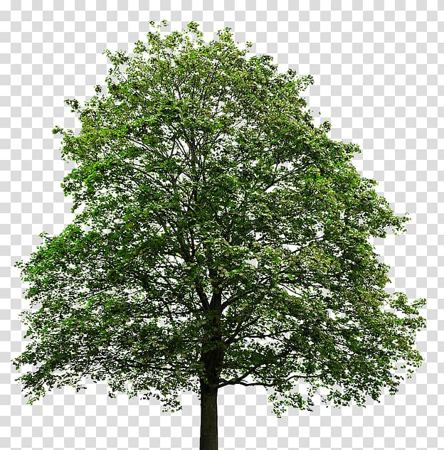 green leafed tree illustration, Tree Maple leaf Sugar maple Japanese maple, oak transparent background PNG clipart