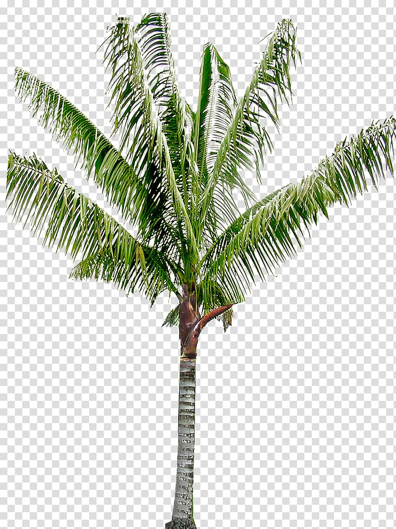 Babassu Arecaceae Coconut Oil palms Asian palmyra palm, ต้นมะพร้าว transparent background PNG clipart