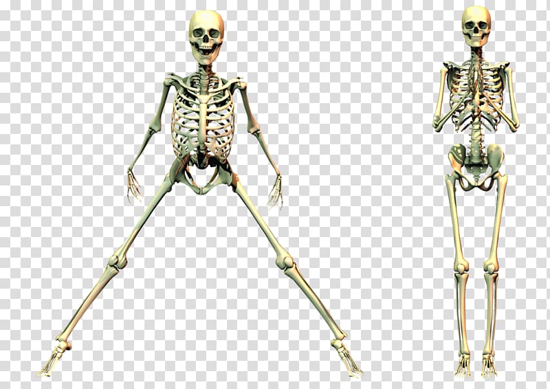 human skeleton , Human skeleton Computer Icons, Spooky Skeleton transparent background PNG clipart