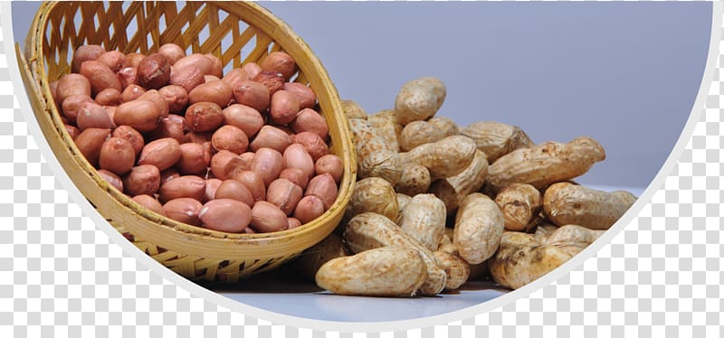 Cranberry bean Vegetarian cuisine Windows thumbnail cache ISO 22000:2005 Food, others transparent background PNG clipart