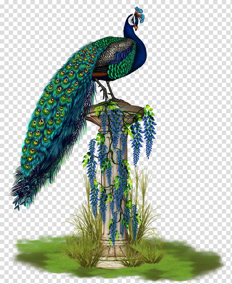 green and blue peafowl illustration, Bird Phasianidae Peafowl Feather Beak, peacock transparent background PNG clipart