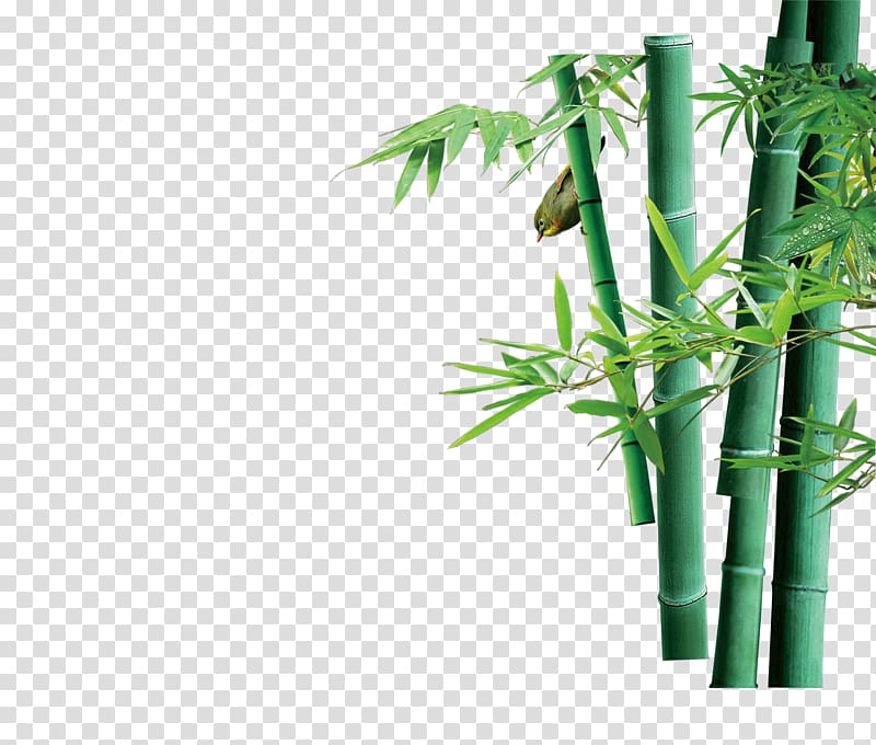 Green Bamboo Bamboe Computer file, Green bamboo transparent background PNG clipart