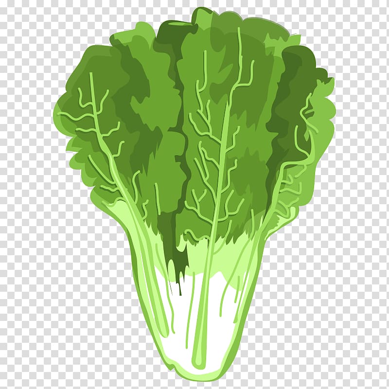 Spring greens Celtuce Romaine lettuce Vegetable Napa cabbage, vegetables,Chinese cabbage transparent background PNG clipart