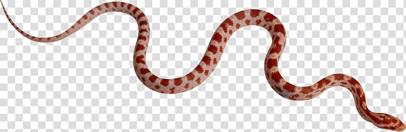 red snake, Boa constrictor Kingsnakes Boas Constriction, Snake transparent background PNG clipart