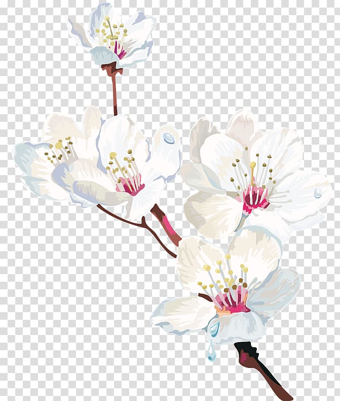 Watercolor painting Cherry blossom Flower Portable Network Graphics, cherry blossom transparent background PNG clipart