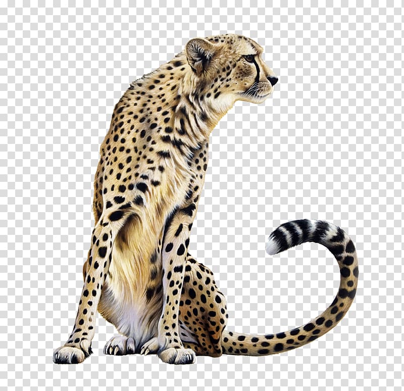 Cheetah Lion Felidae, Cheetah transparent background PNG clipart