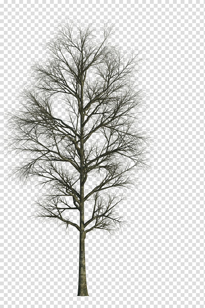 Tree Architecture Building Architectural drawing, tree transparent background PNG clipart