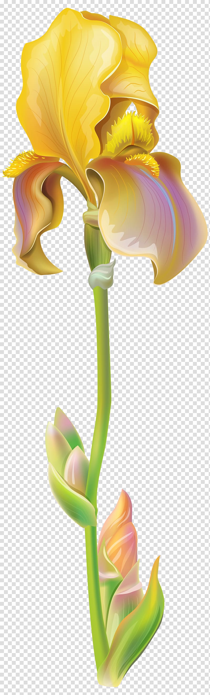 yellow petaled flower illustration, Iris versicolor Flower Iris cristata , Purple Iris Flower transparent background PNG clipart