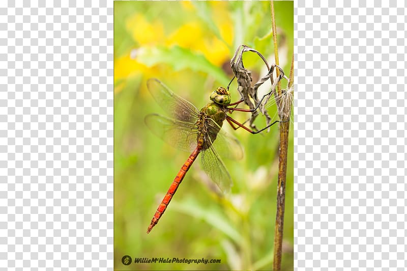 Insect Dragonfly Invertebrate Pest Arthropod, dragonfly transparent background PNG clipart