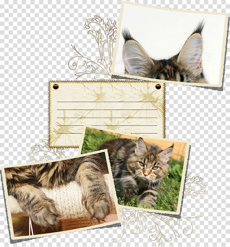 Tabby cat Kitten Whiskers Frames, Maine Coon transparent background PNG clipart