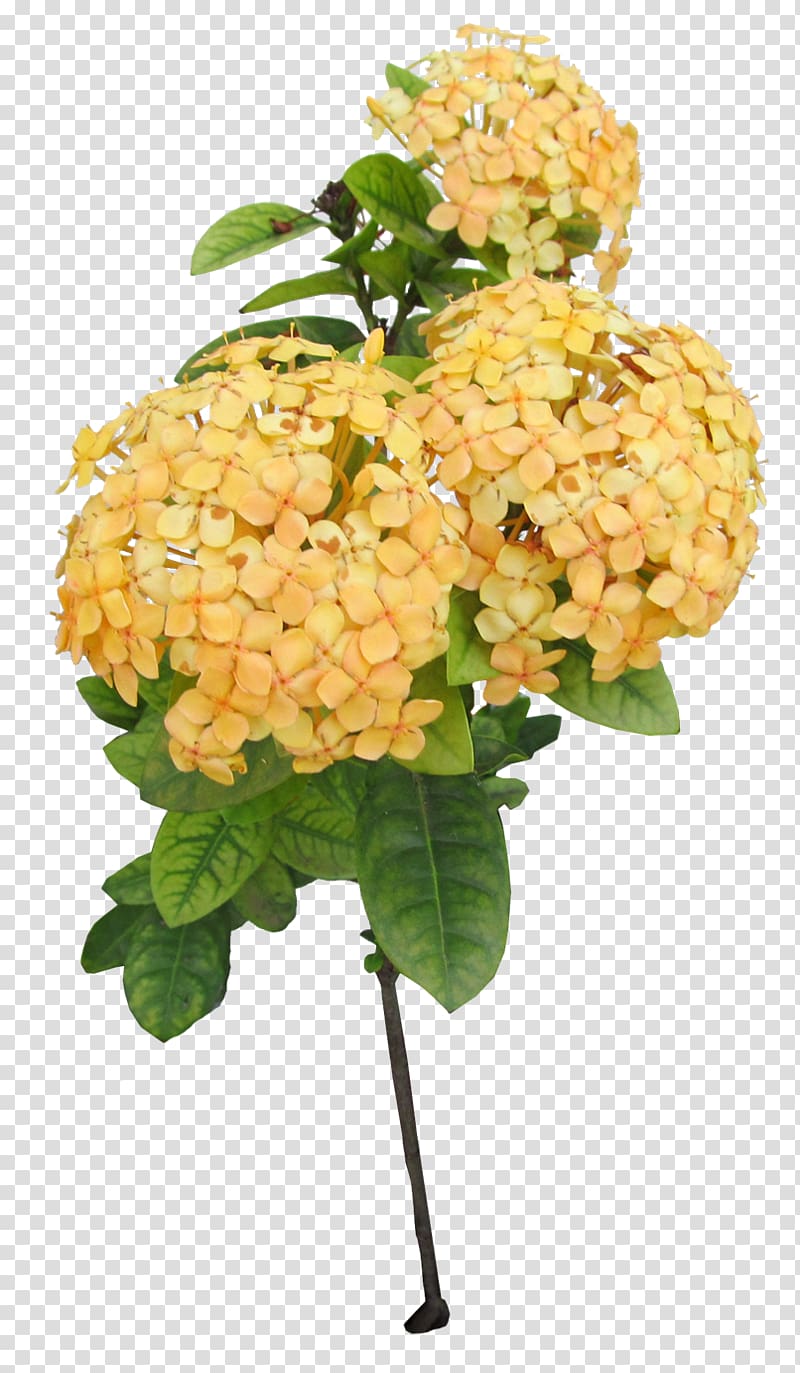 Cut flowers Floral design Hydrangea, Tem transparent background PNG clipart
