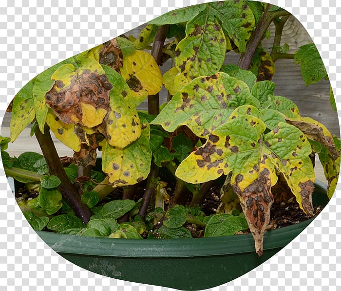 Potato Pests Plant pathology Disease Blight, potato plant transparent background PNG clipart