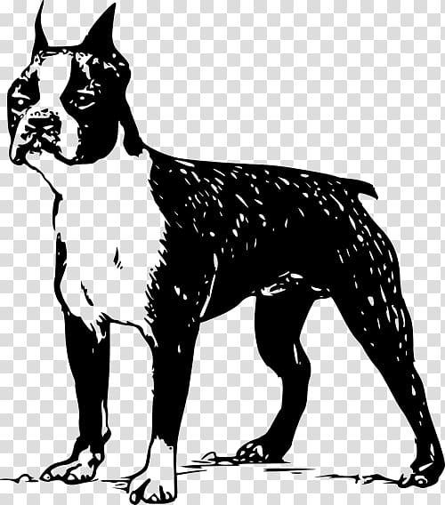 Boston Terrier Bull Terrier French Bulldog Jack Russell Terrier, norfolk terrier transparent background PNG clipart