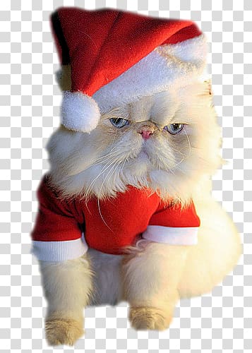 christmas cat transparent background PNG clipart