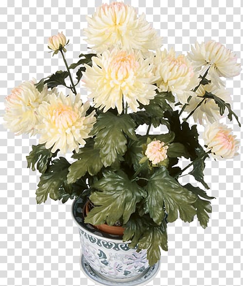 Chrysanthemum Cut flowers Dahlia , chrysanthemum transparent background PNG clipart