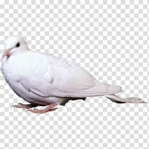 dove Domestic pigeon Columbidae Bird Squab, Bird transparent background PNG clipart