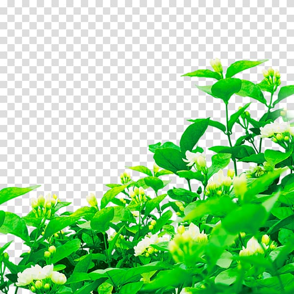 Poster Banner Bxe0ner, plant transparent background PNG clipart