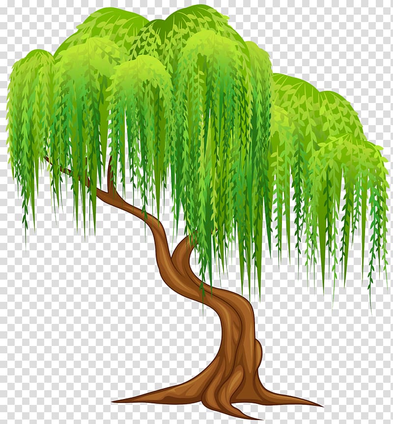Weeping willow Tree Salix alba Wall decal , tree transparent background PNG clipart
