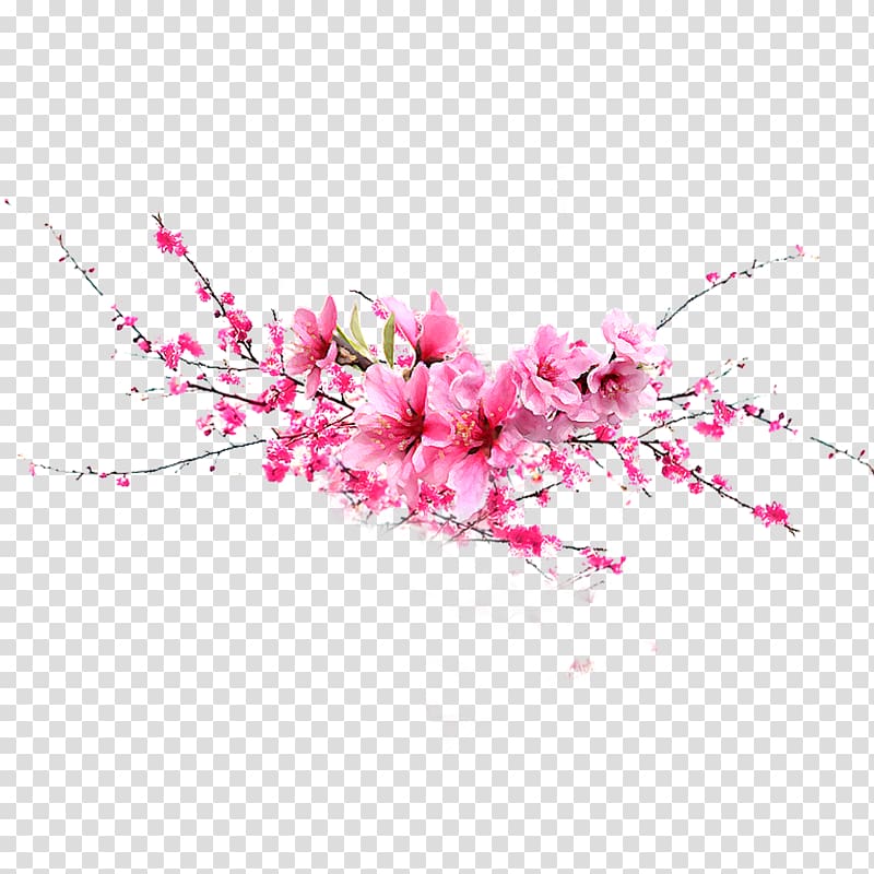 Flower Pink, Pink Peach transparent background PNG clipart