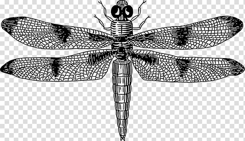 Insect Dragonfly Drawing , dragonfly transparent background PNG clipart