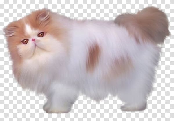 Persian cat British Semi-longhair Minuet cat Turkish Angora Kitten, White cat transparent background PNG clipart