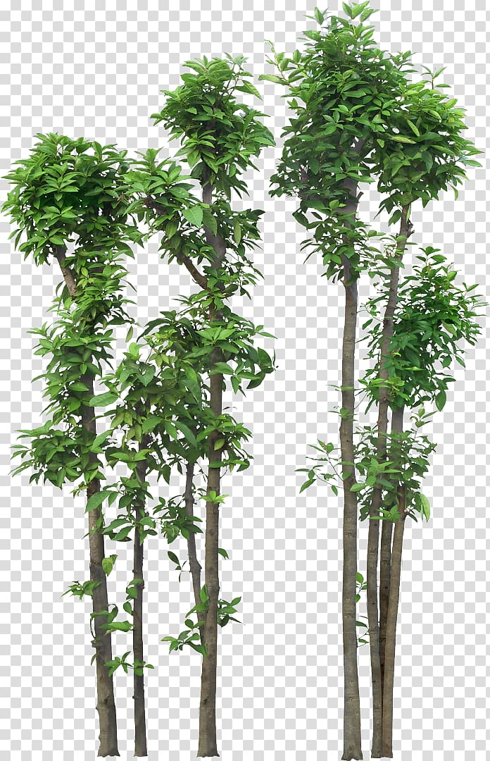 Shrub Tree Rendering , tree transparent background PNG clipart