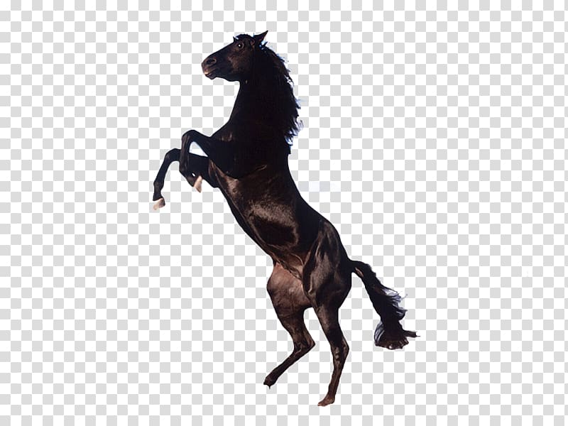 black rearing horse illustration, Friesian horse Arabian horse Clydesdale horse Stallion Mare, BMW horse transparent background PNG clipart