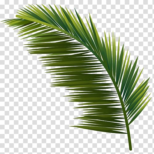 Arecaceae Leaf Plant Tree Coconut, peacock right side transparent background PNG clipart