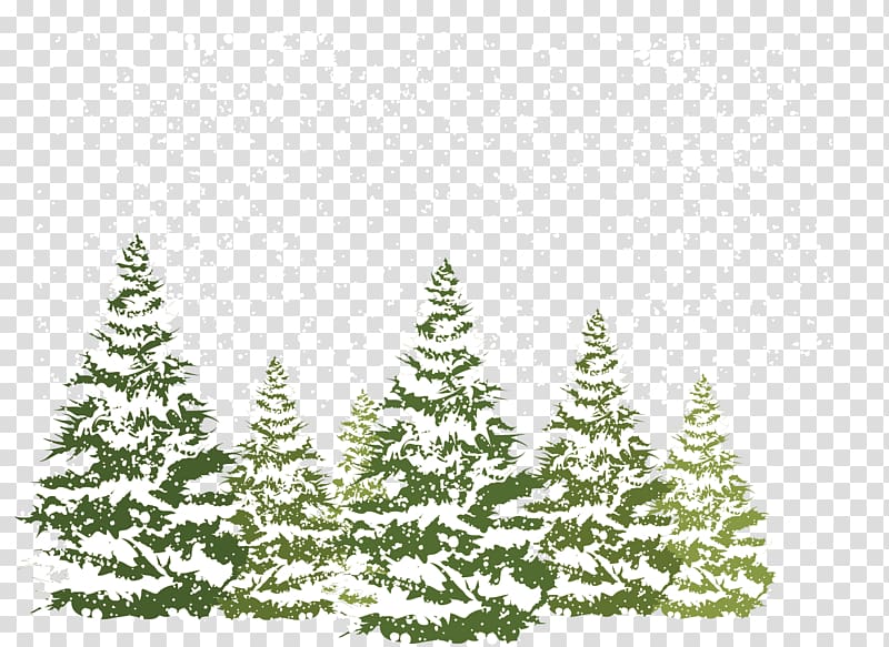 pine trees pour with snow , Pine Fir Spruce Snow, Pine winter transparent background PNG clipart