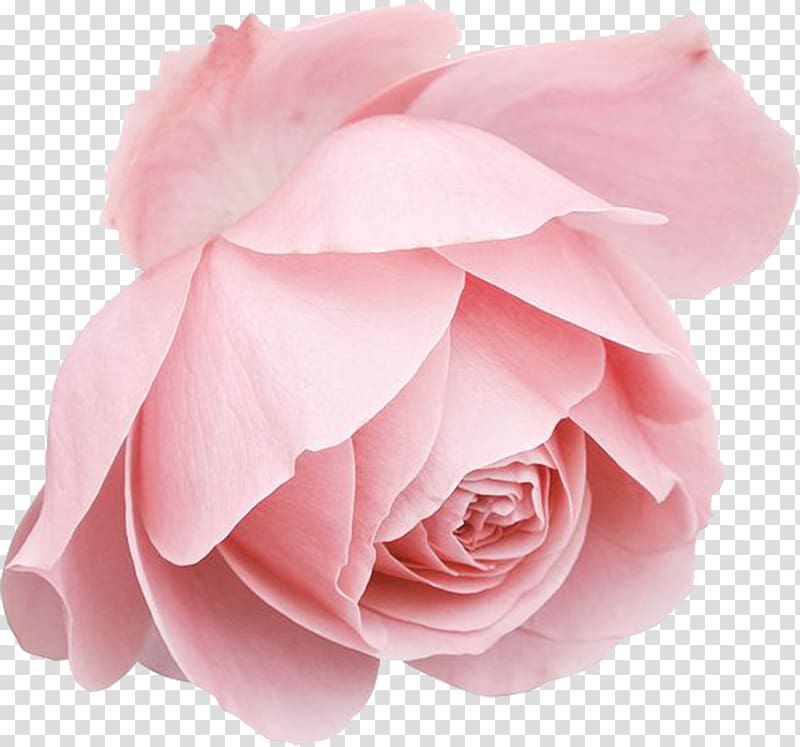 Blue rose, Pink roses transparent background PNG clipart