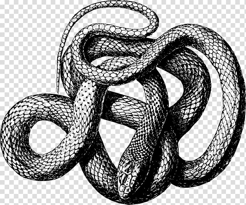 Snake scale Black mamba , snake transparent background PNG clipart