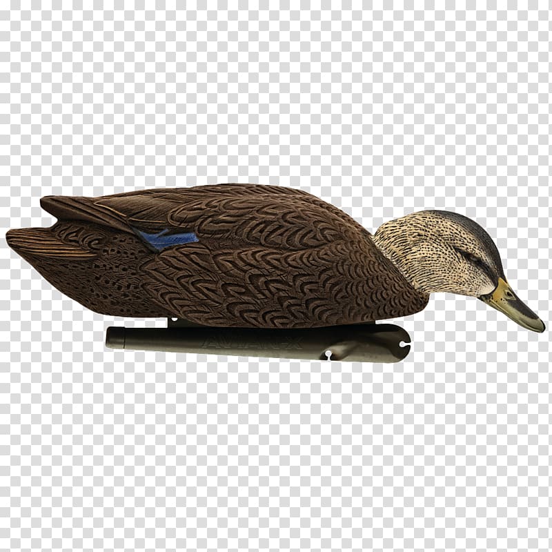 Mallard Duck decoy Goose Cygnini, duck transparent background PNG clipart