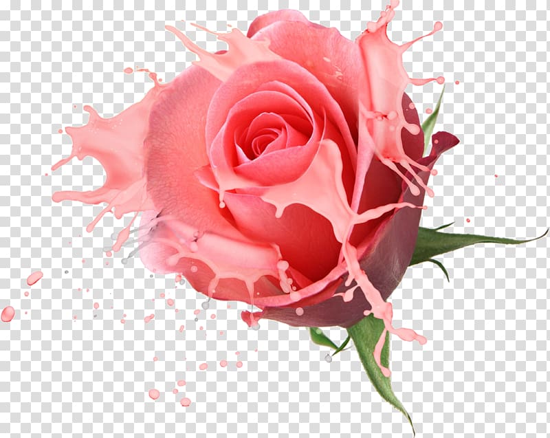 Flower bouquet Rose Drawing, Floral design transparent background PNG clipart
